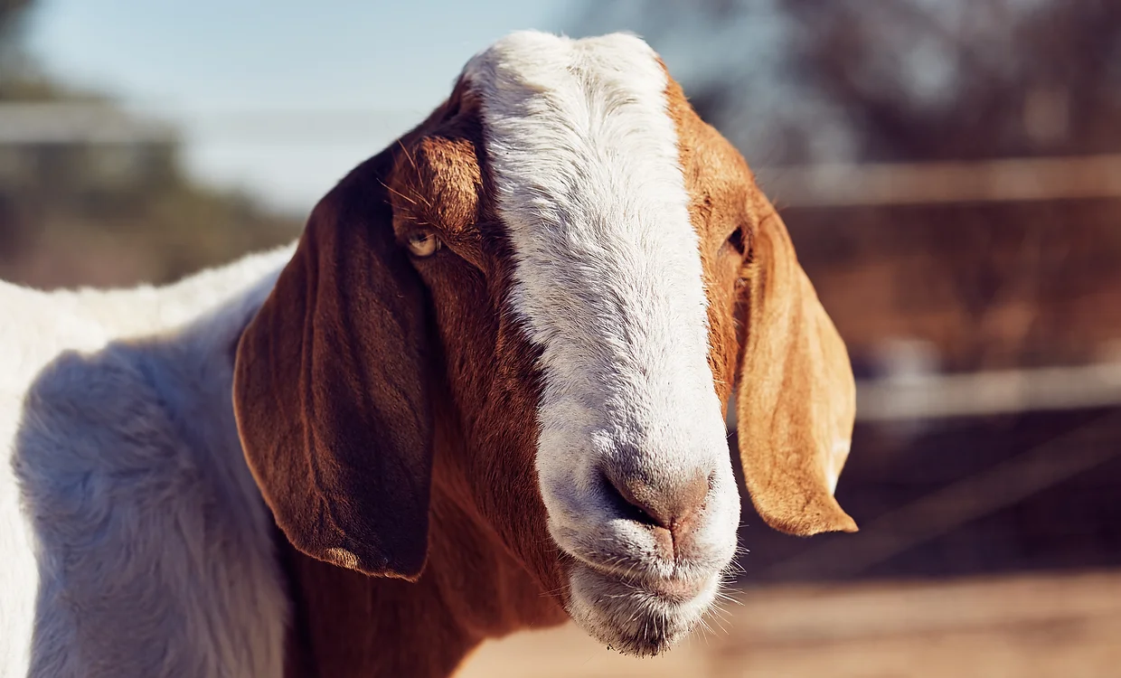 Brittle, goat resident of the animal sanctuary