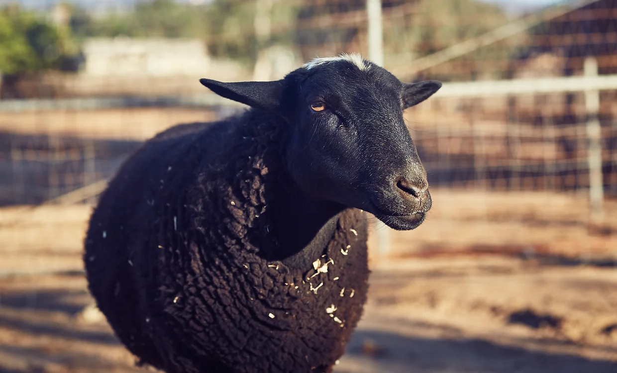 Charlie, sheep resident of the animal sanctuary