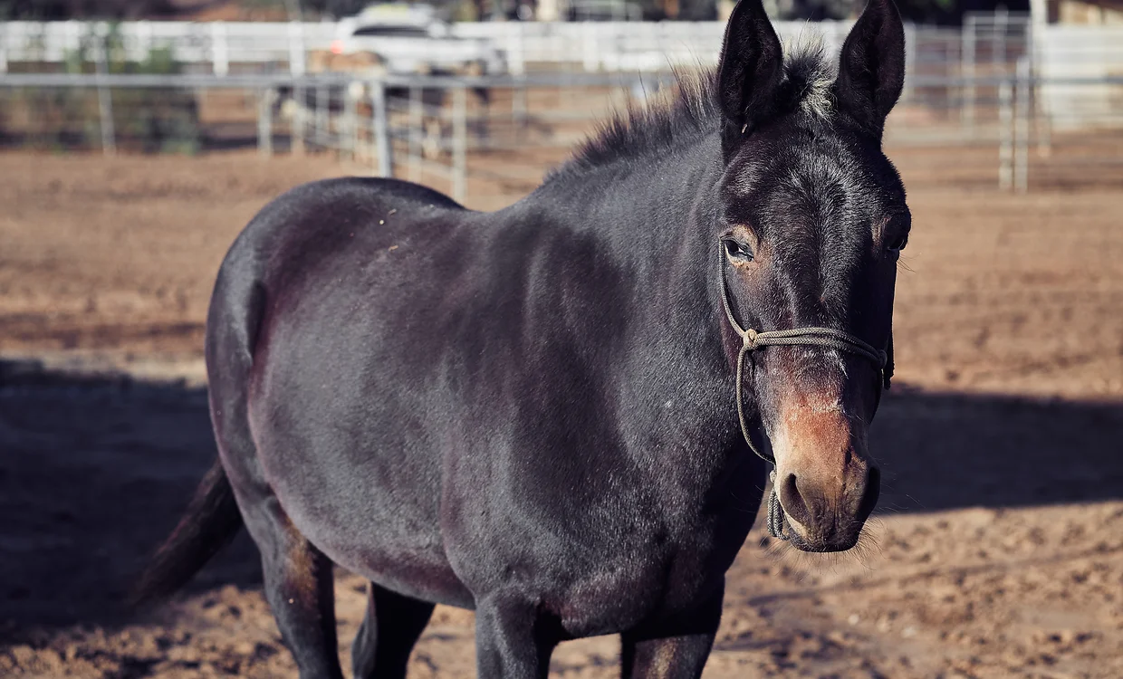 Faith, mule resident of the animal sanctuary