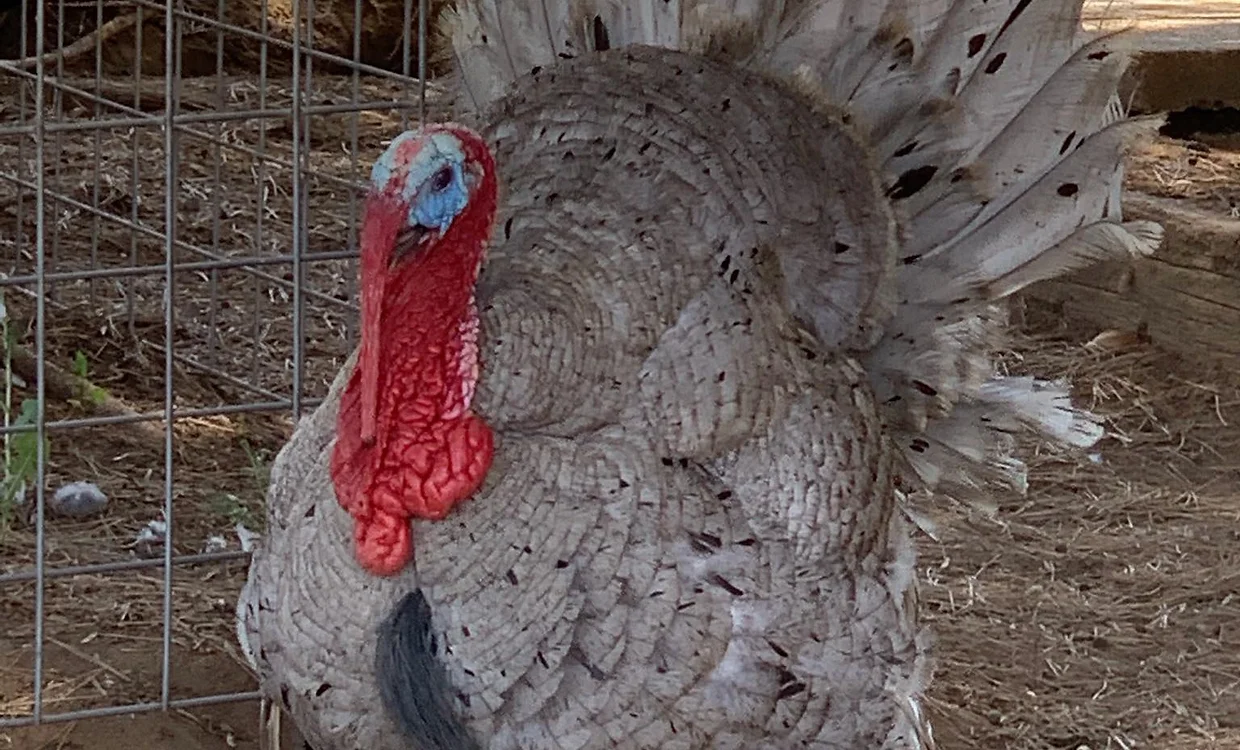 Gobbles, turkey resident of the animal sanctuary