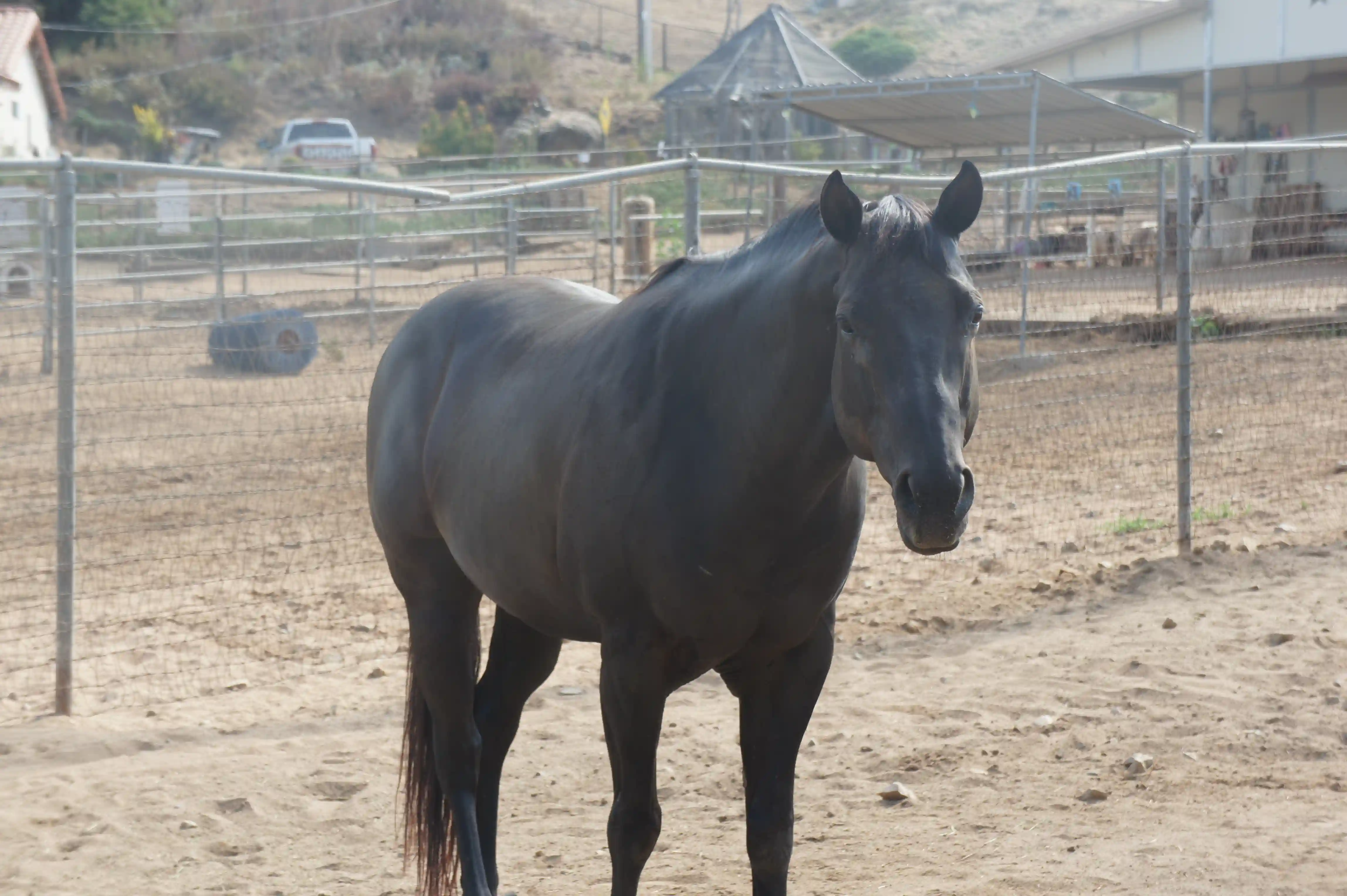 Prince, the horse, after his rehabilitation at 2 The Rescue Animal Sanctuary