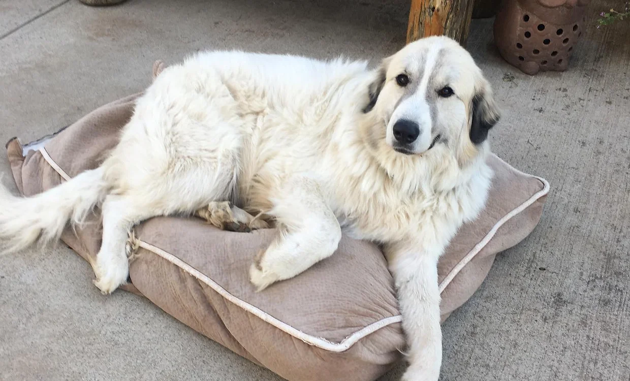 Thor, great pyranese resident of the animal sanctuary