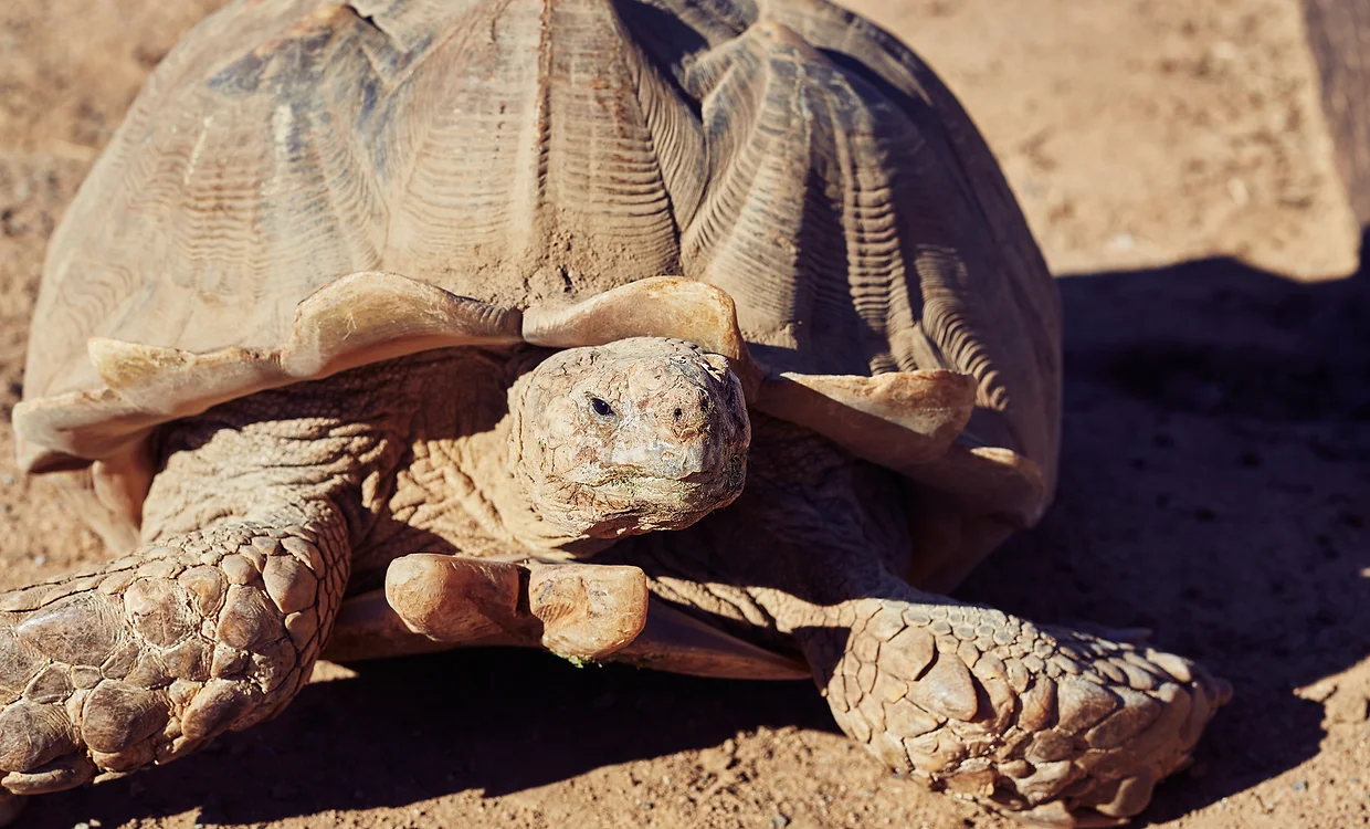 Toby, tortoise resident of the animal sanctuary