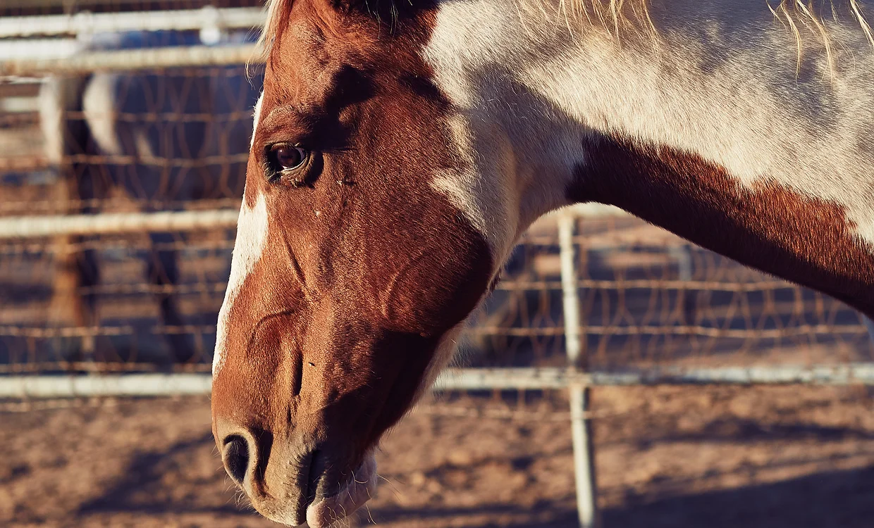 Tucker, horse resident of the animal sanctuary