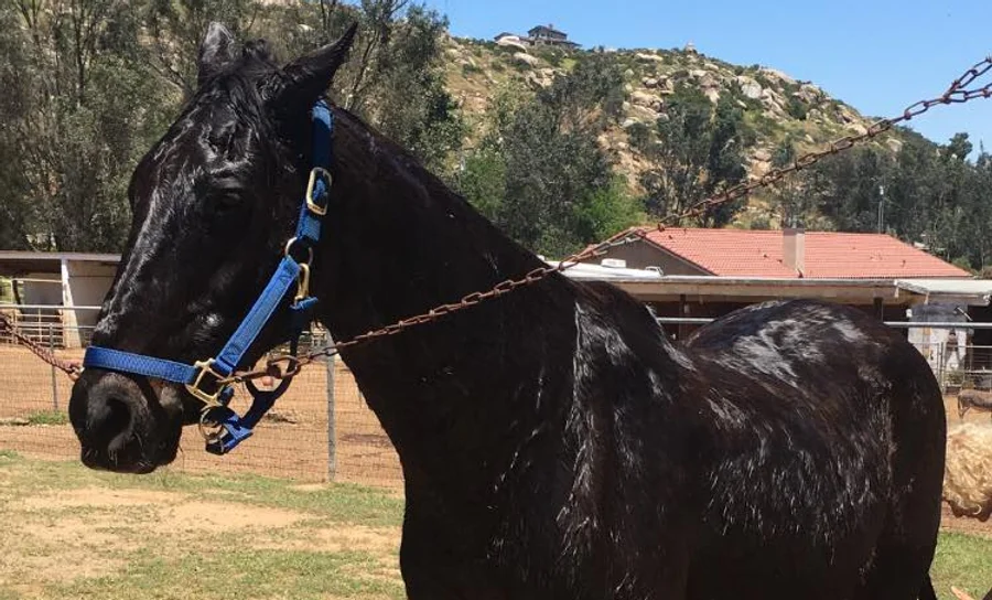 Victory, horse resident of the animal sanctuary