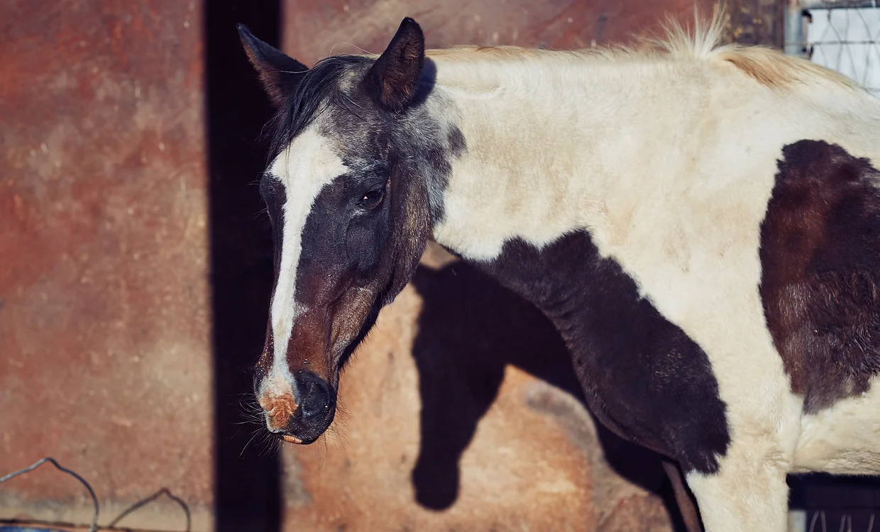 Viola, horse resident of the animal sanctuary